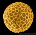 pollen-1.jpg