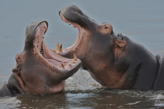 hippopotame-hippopotamus-amphibius.jpg